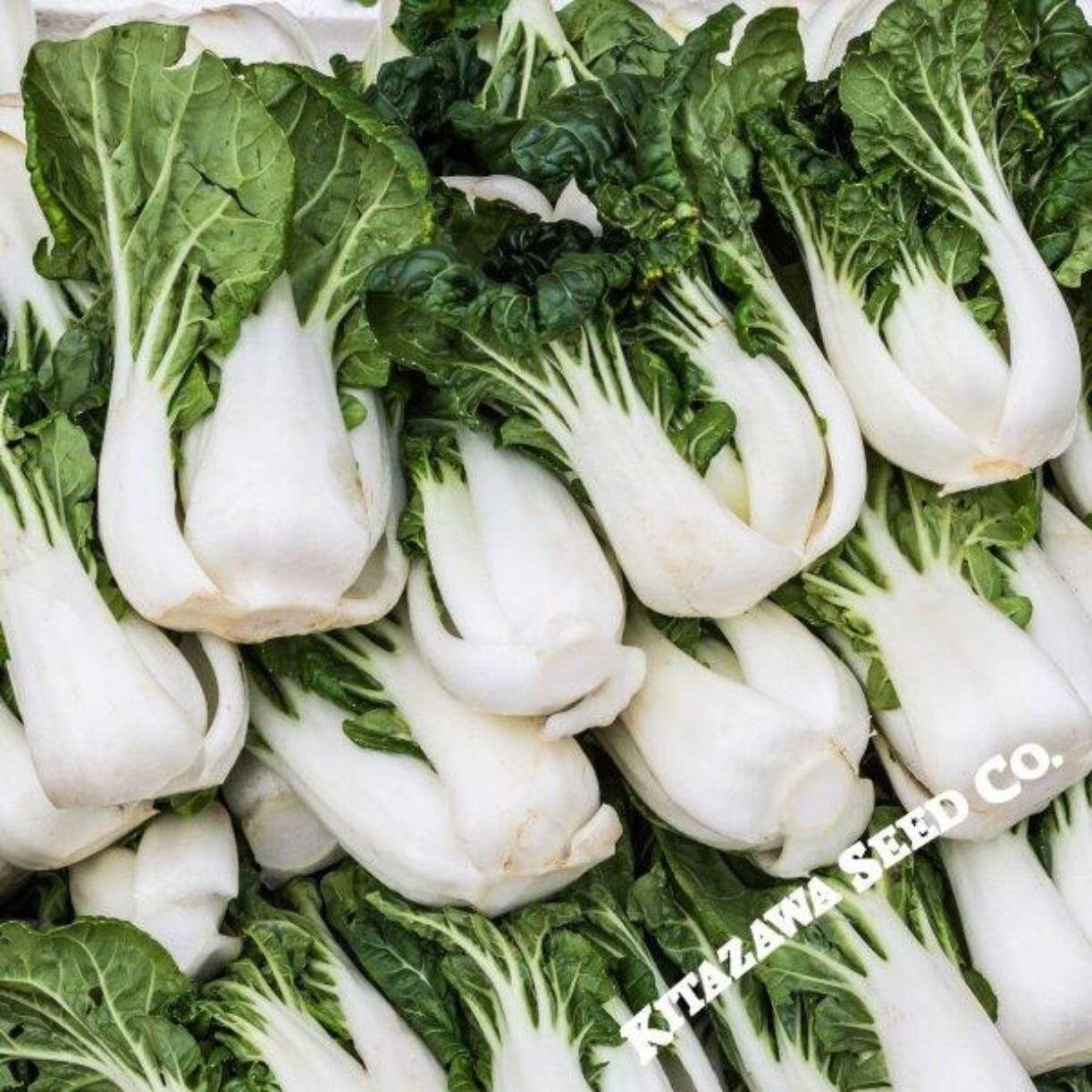 Joi Choi Cabbage