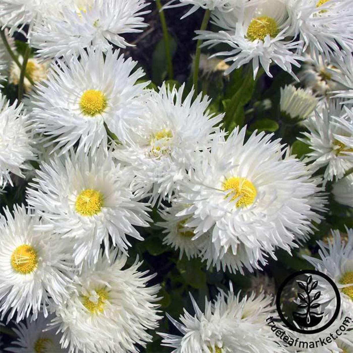 Crazy Daisy Shasta Daisy