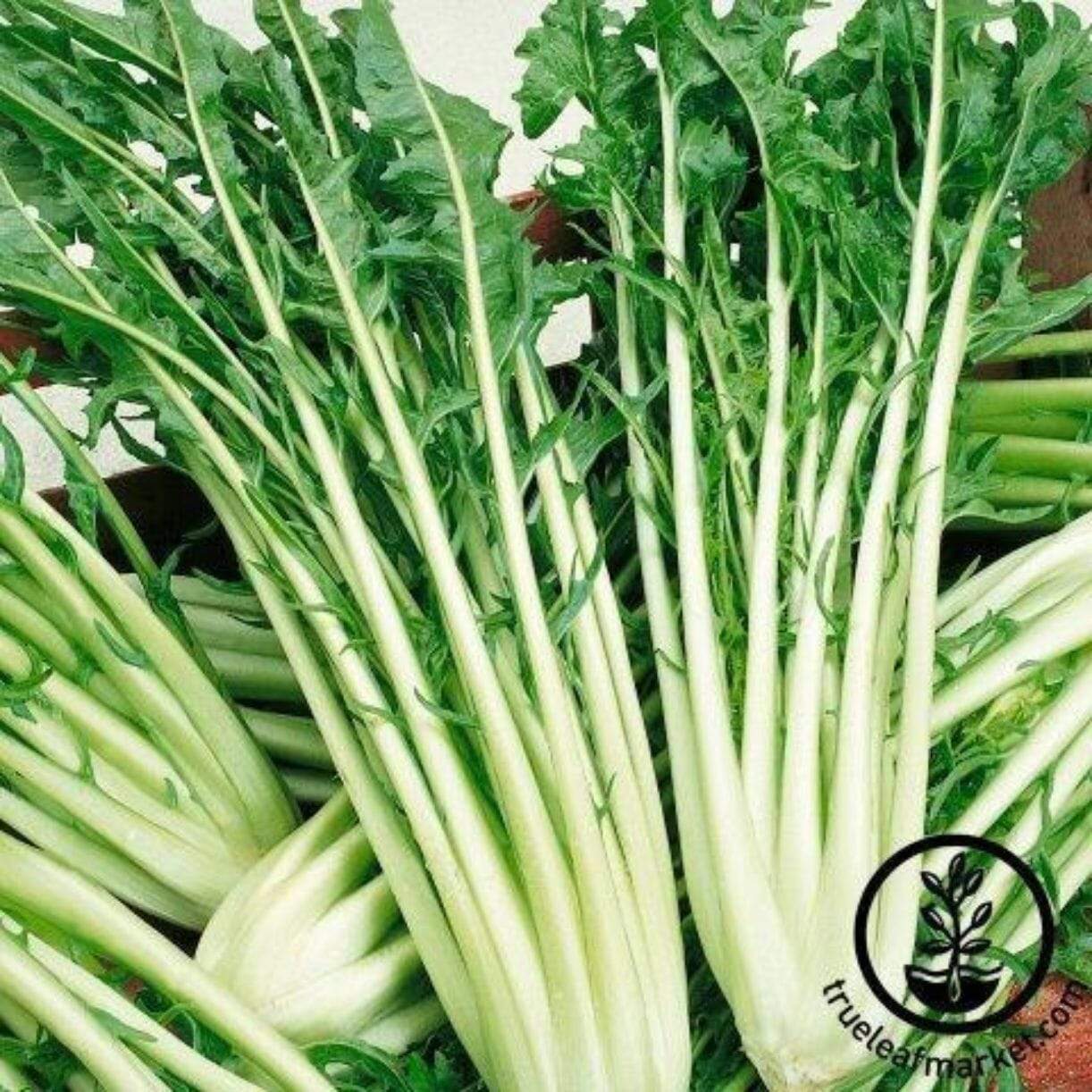 Catalogna Emerald Endive