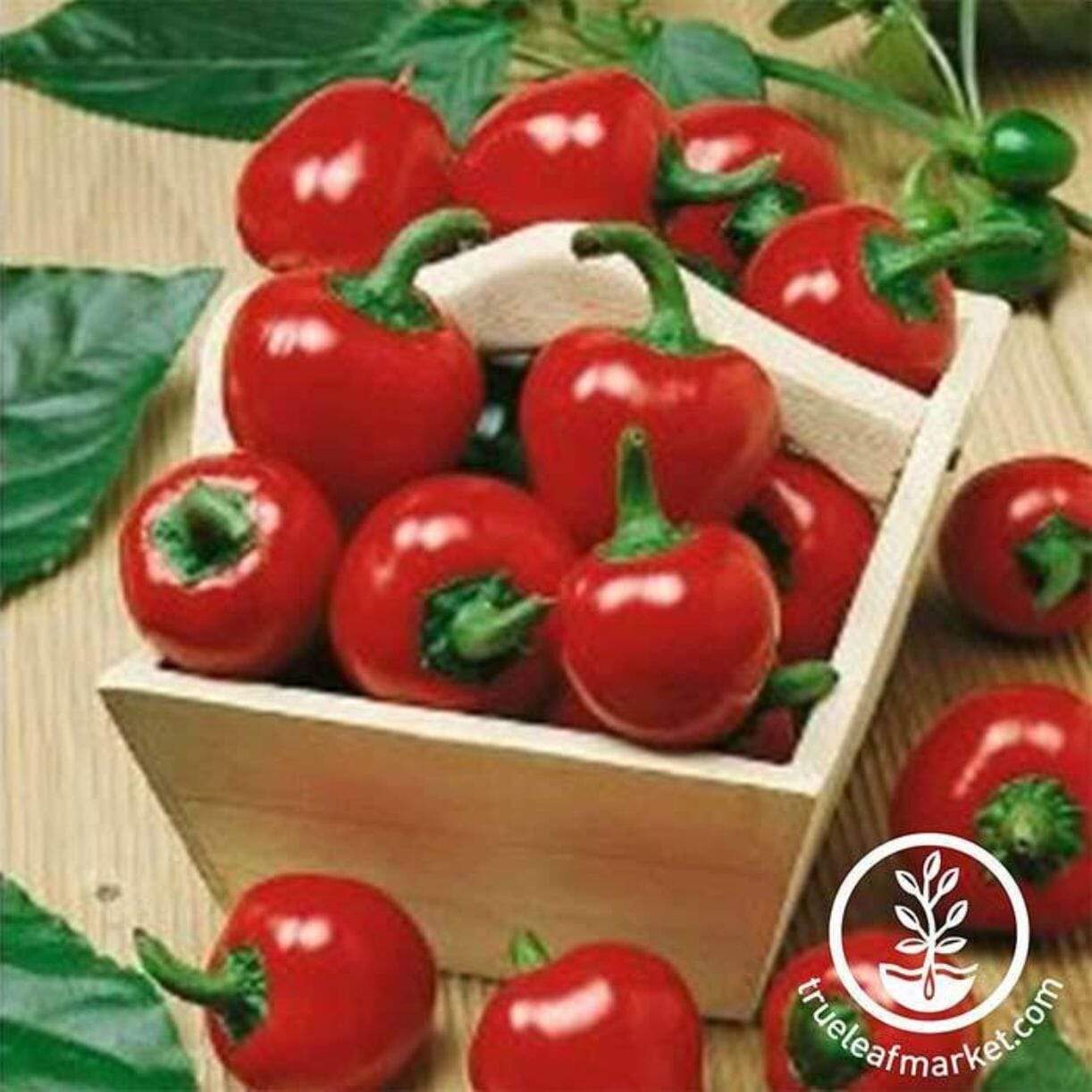 Large Red Cherry Hot Pepper