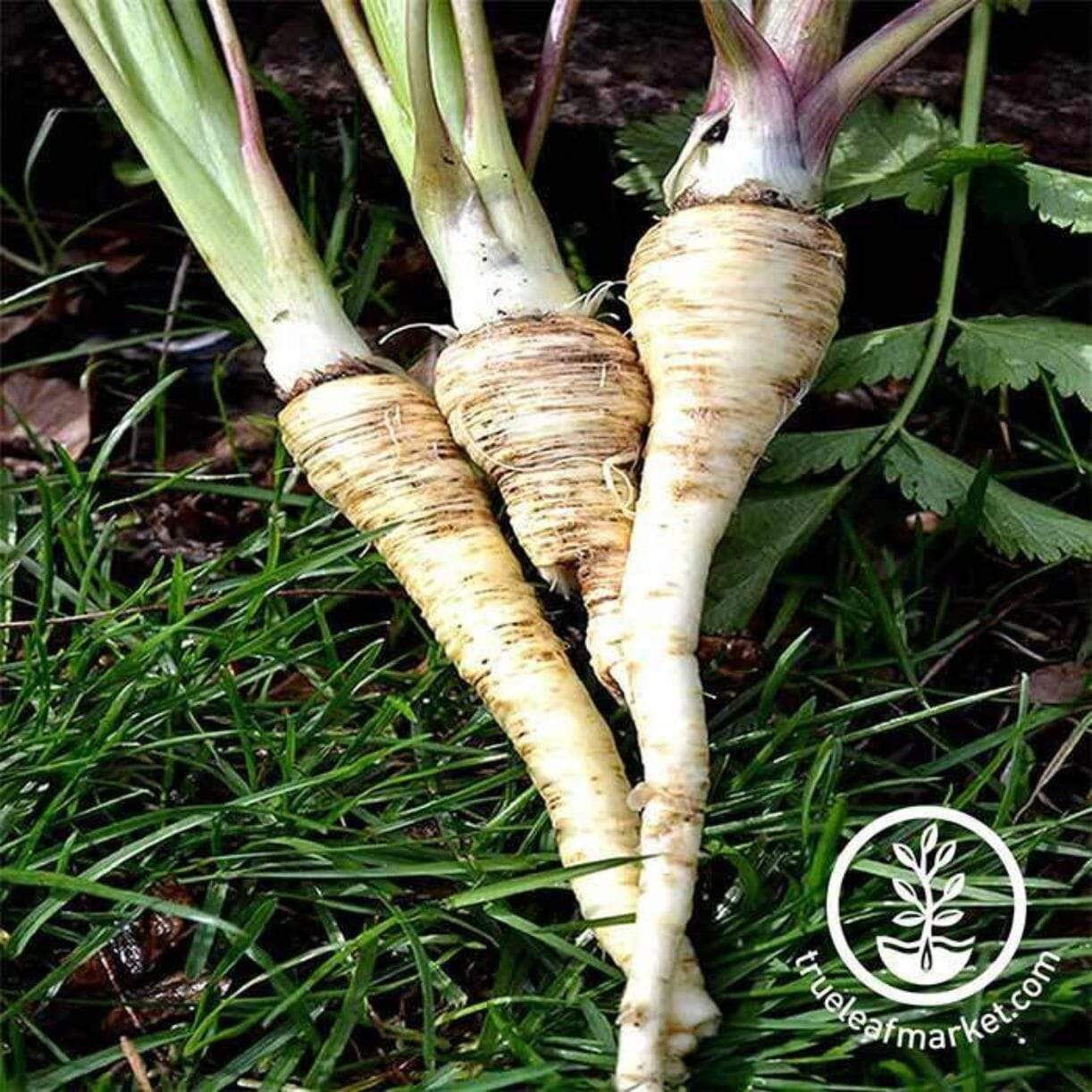 Harris Model Parsnip