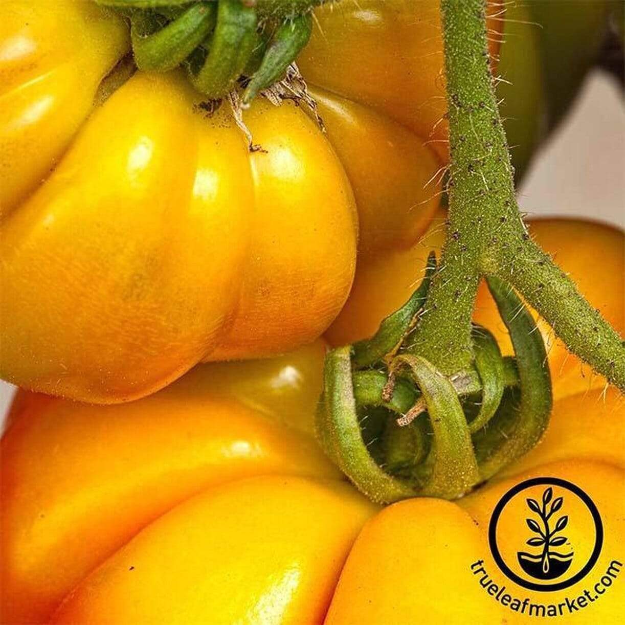 Persimmon Tomato