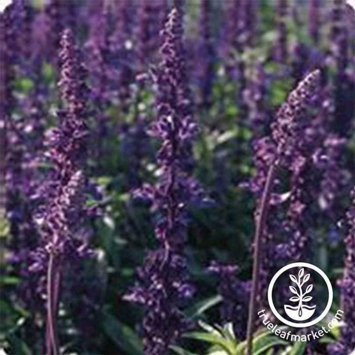 Evolution Violet Salvia