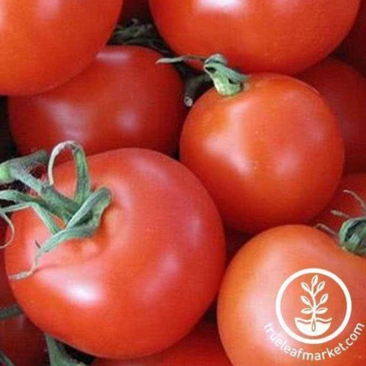 Homestead Tomato