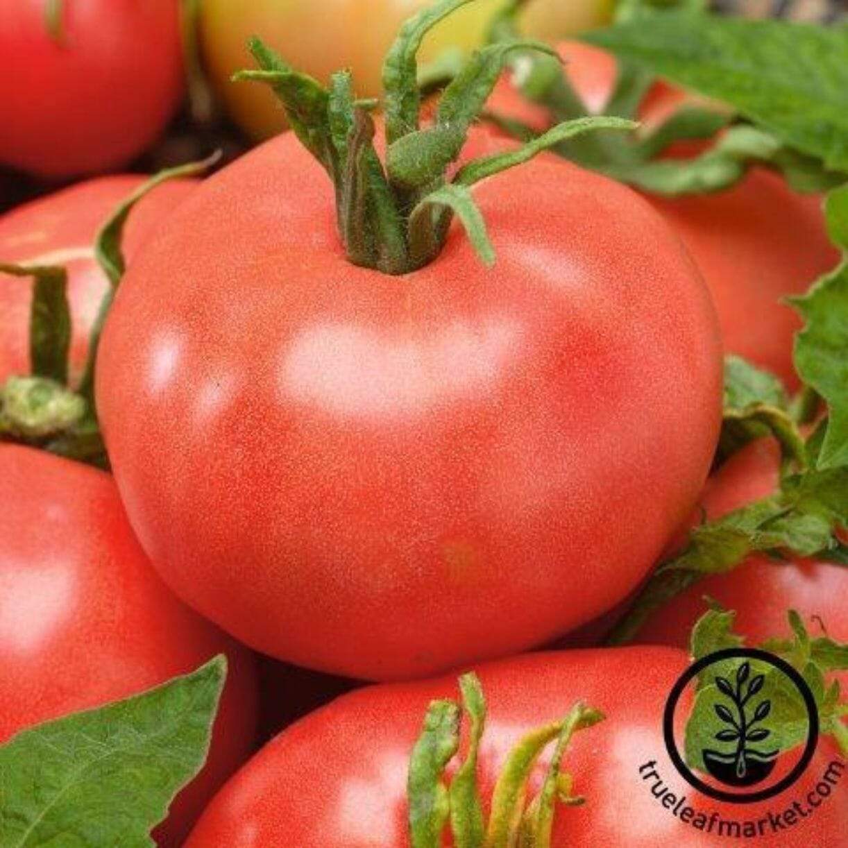 Red Peach Tomato
