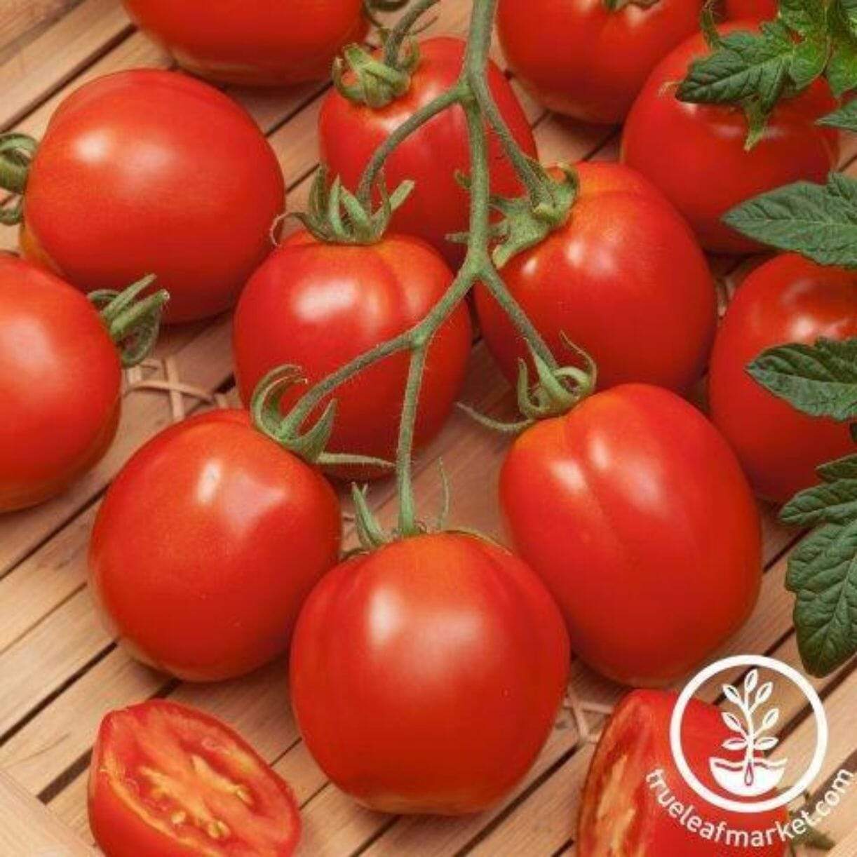 Rushmore Tomato
