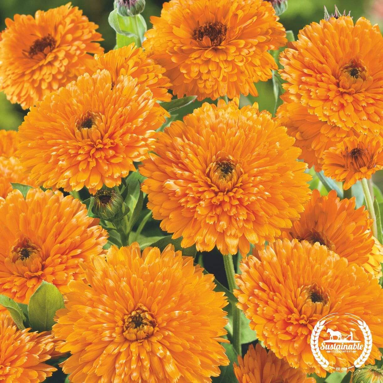 Orange Pacific Beauty Calendula