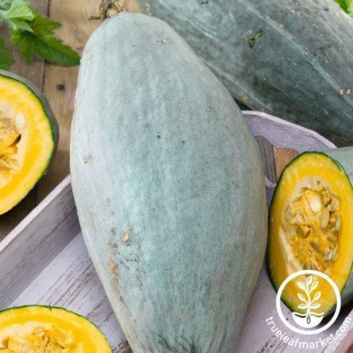 Guatemalan Blue Squash