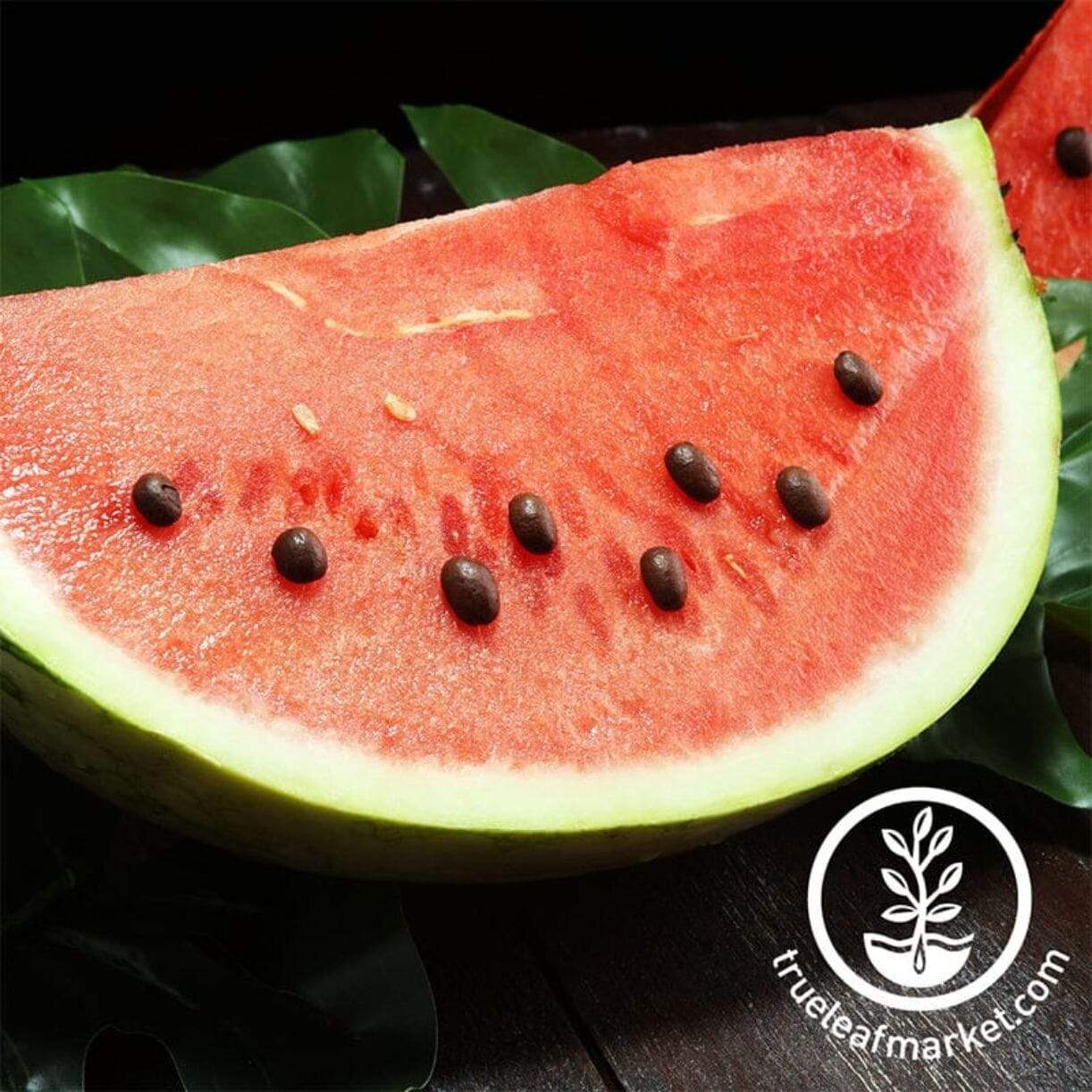 Black Diamond Yellow Belly Watermelon