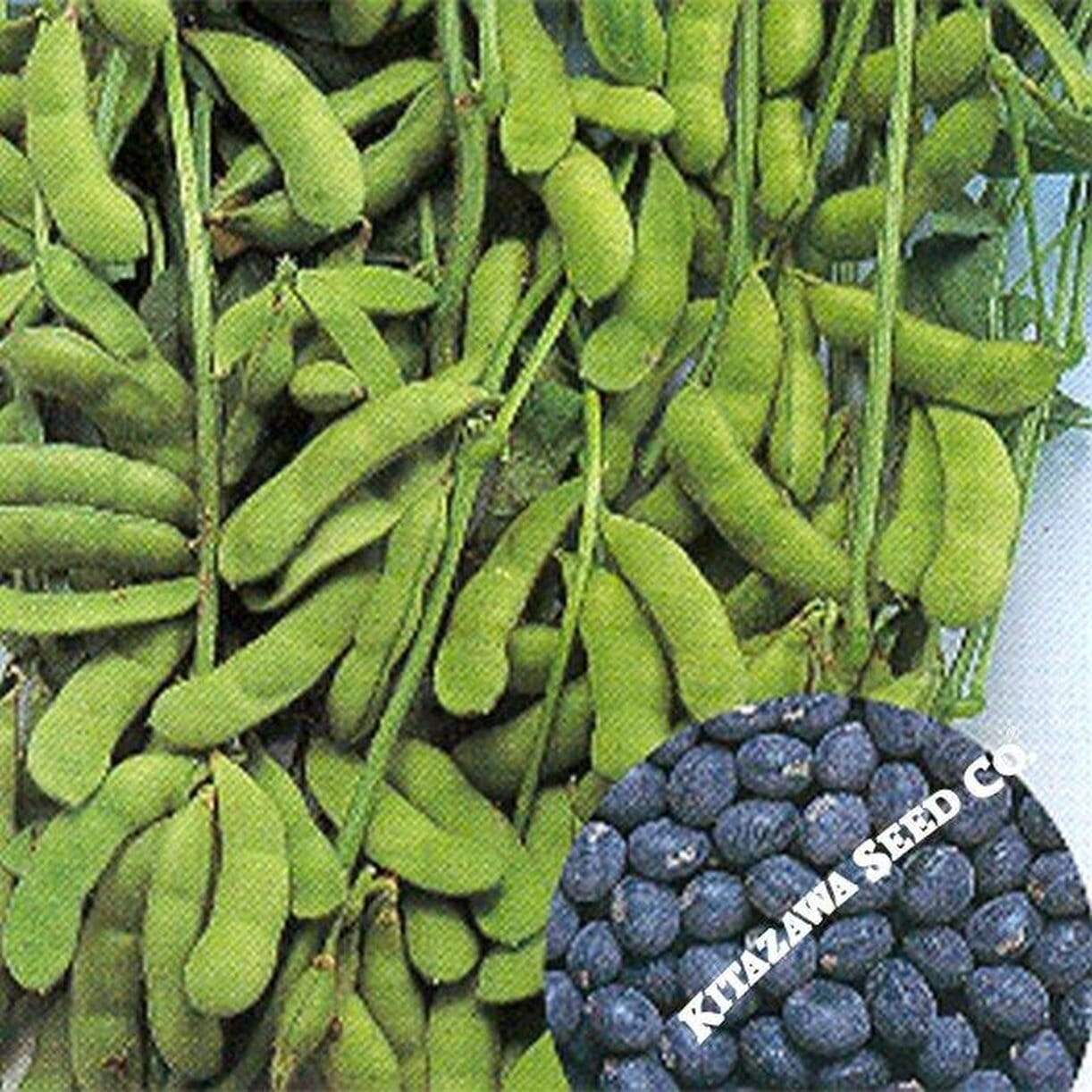 Tamba Kuro Otsubu Soybean
