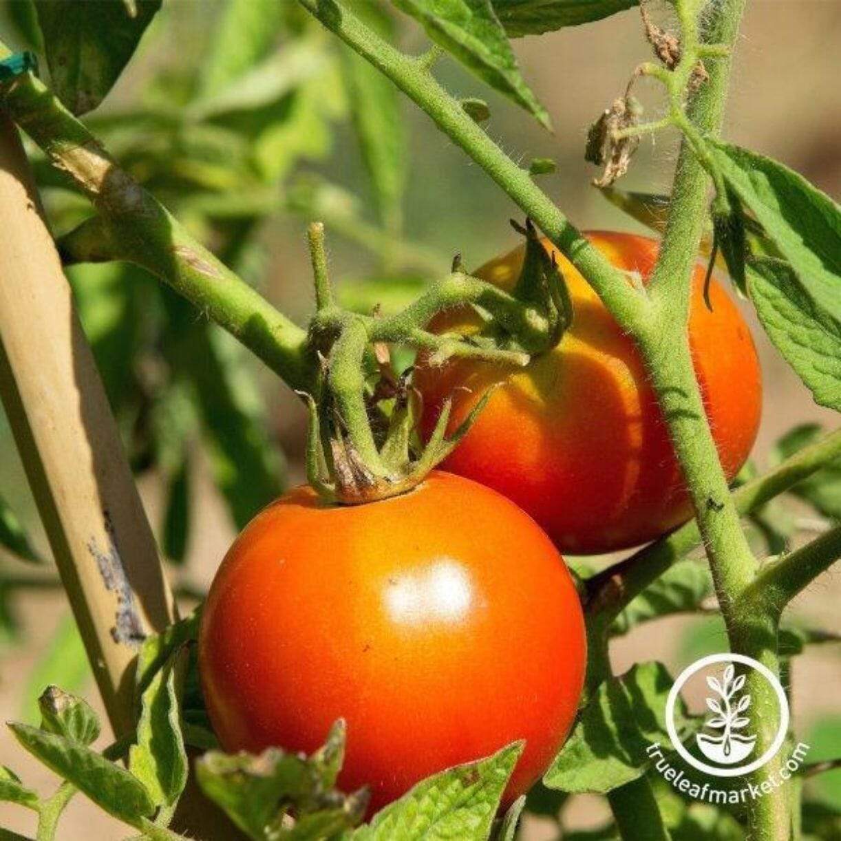 Red Siberian Tomato