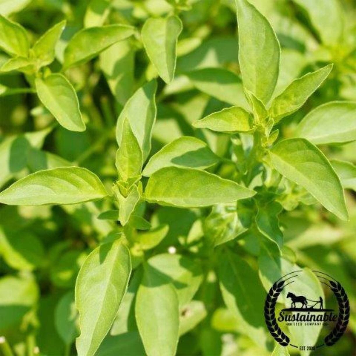 Lemon Verbena