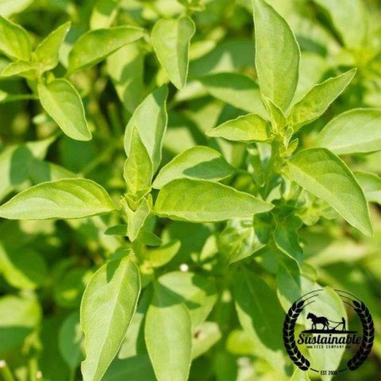 Lemon Verbena