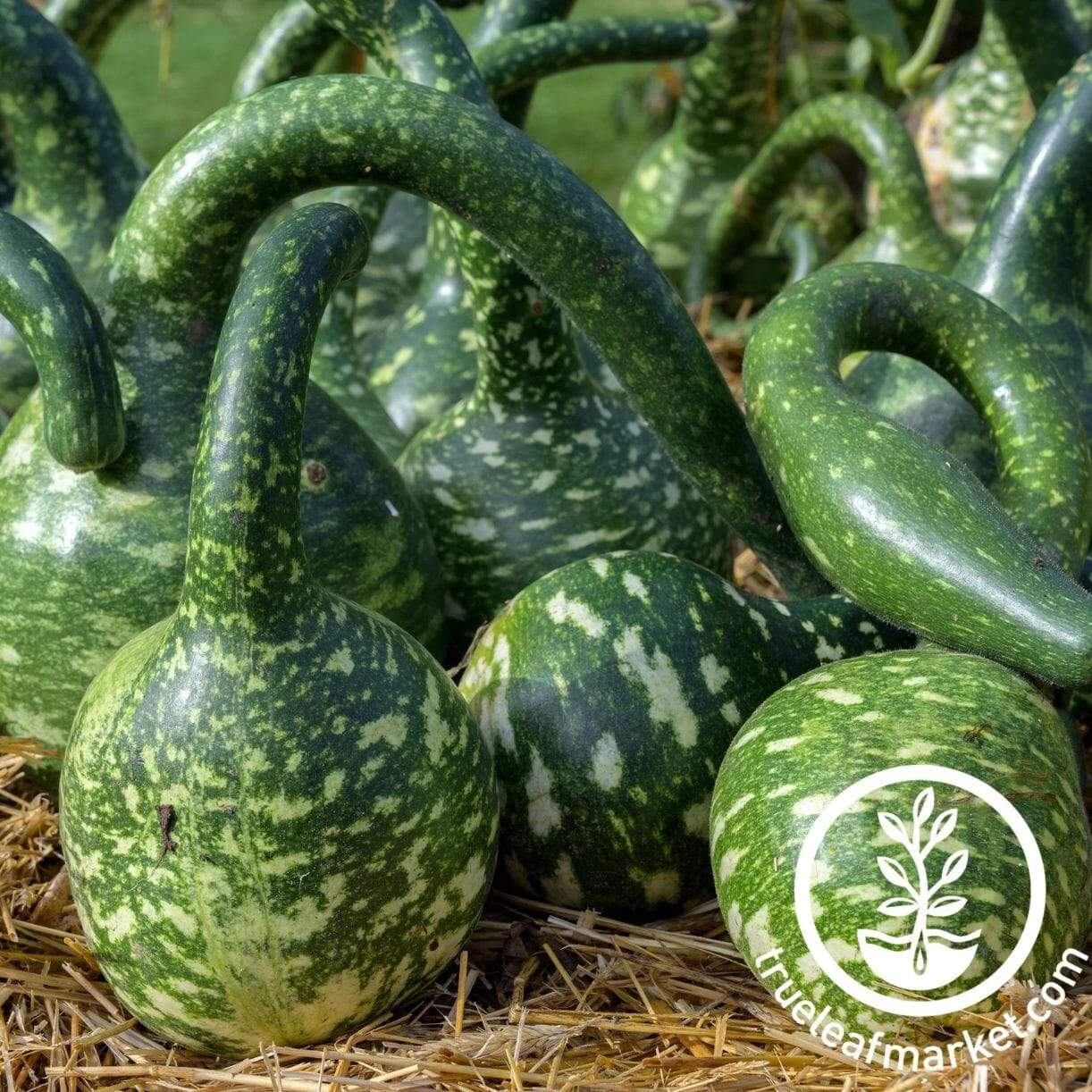 Speckled Swan Gourd