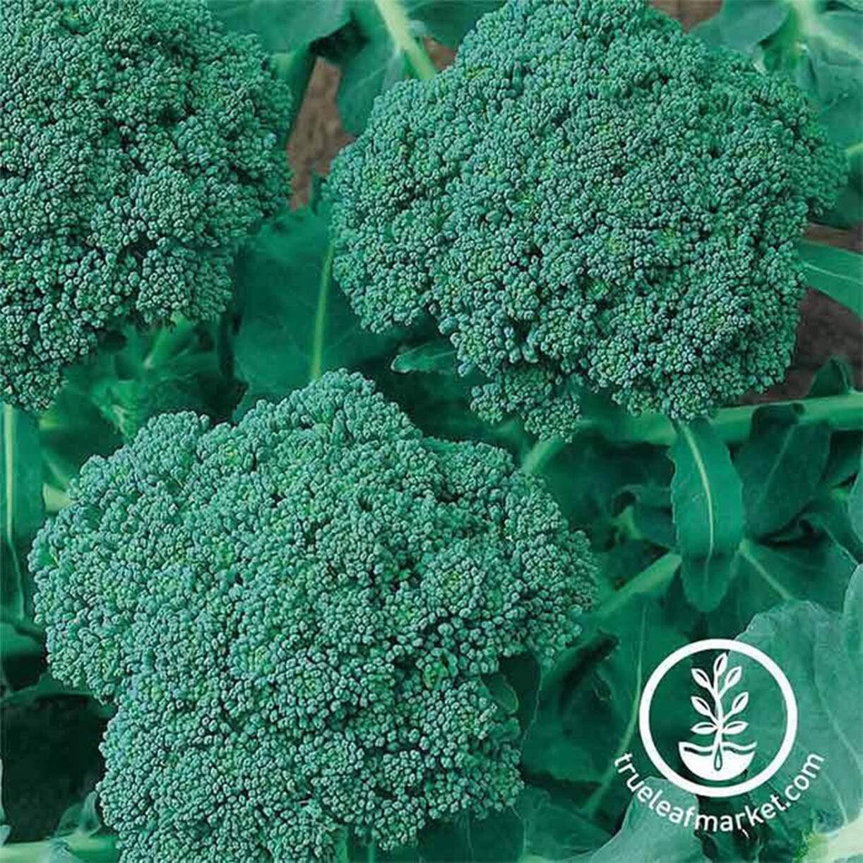 Waltham 29 Broccoli