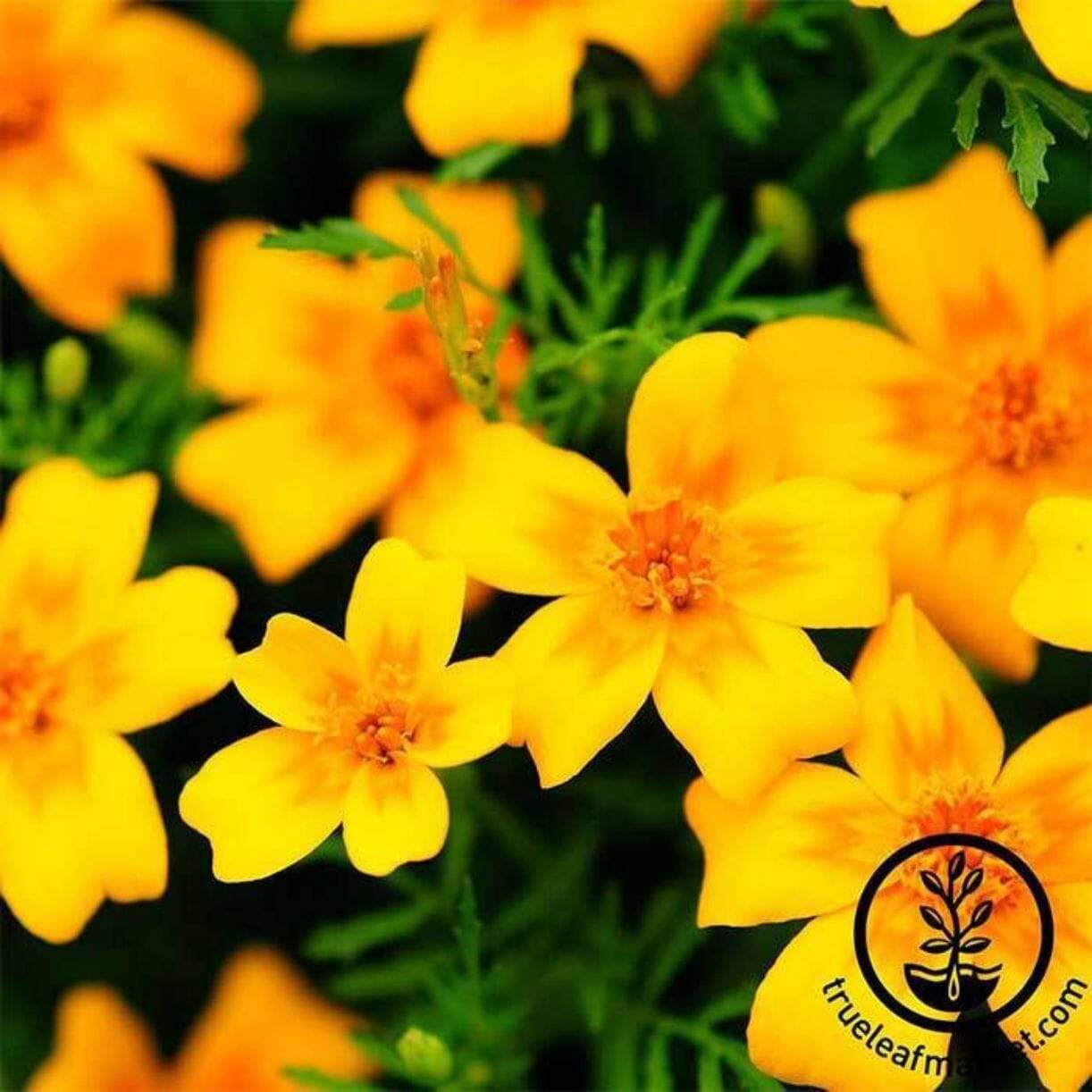 Gem Series Marigold (Signata)
