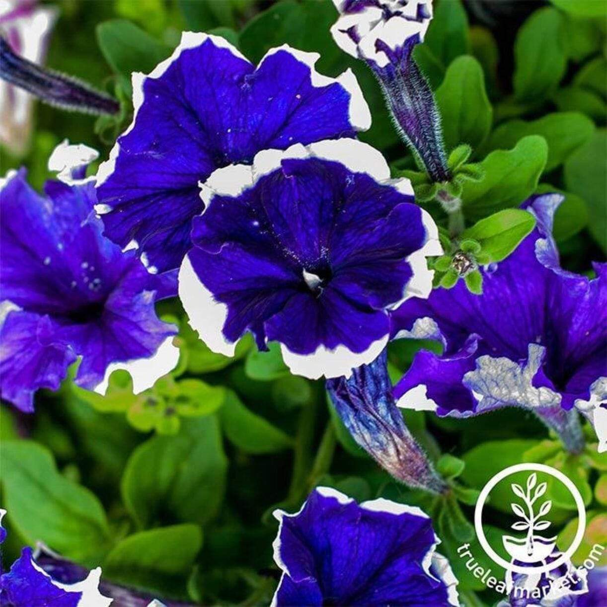 Hulahoop Series Petunia
