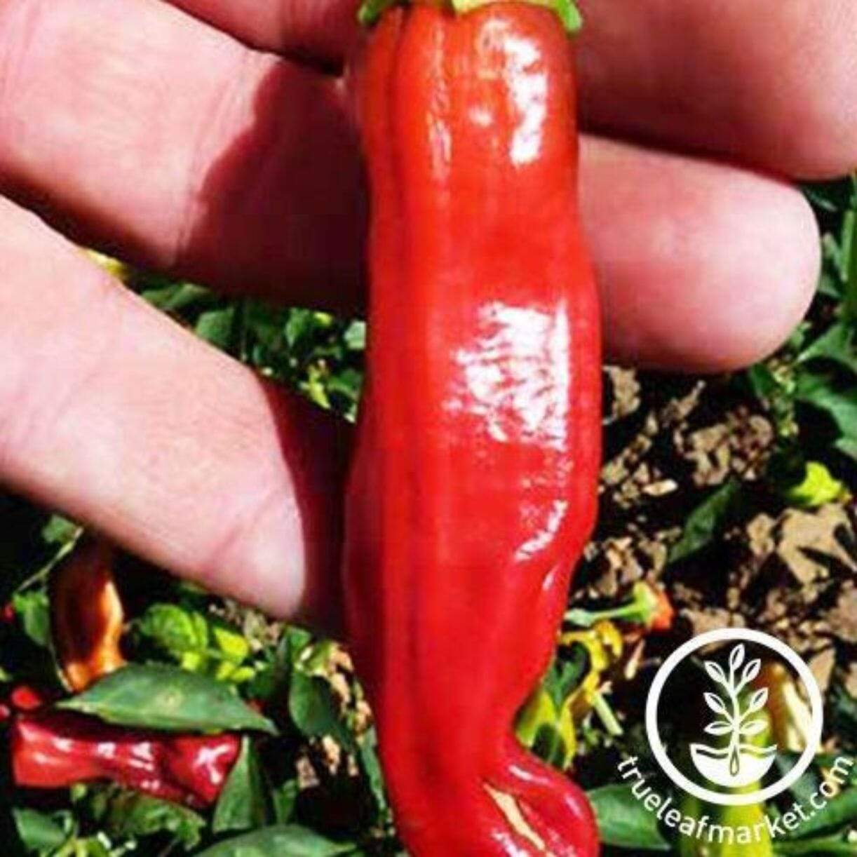 Golden Greek Pepperoncini Pepper