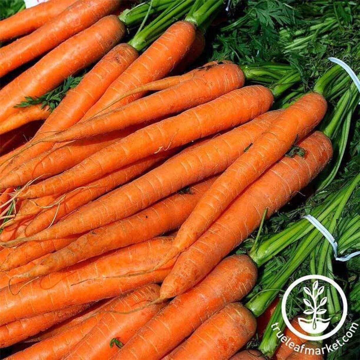 Imperator 58 Carrot