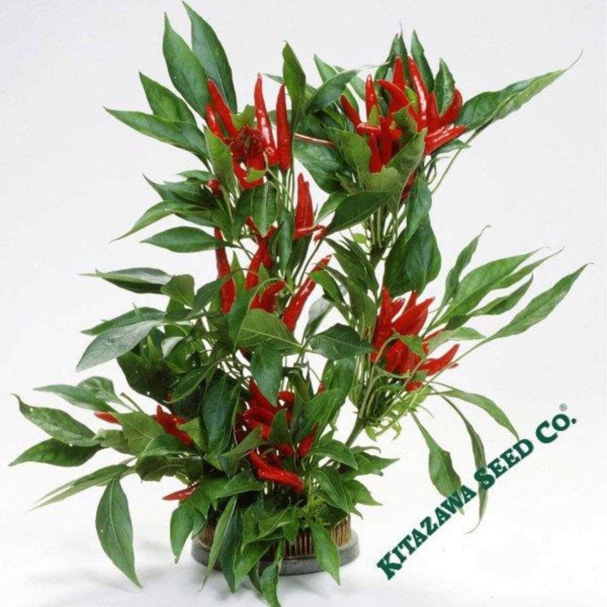 Takanotsume Pepper