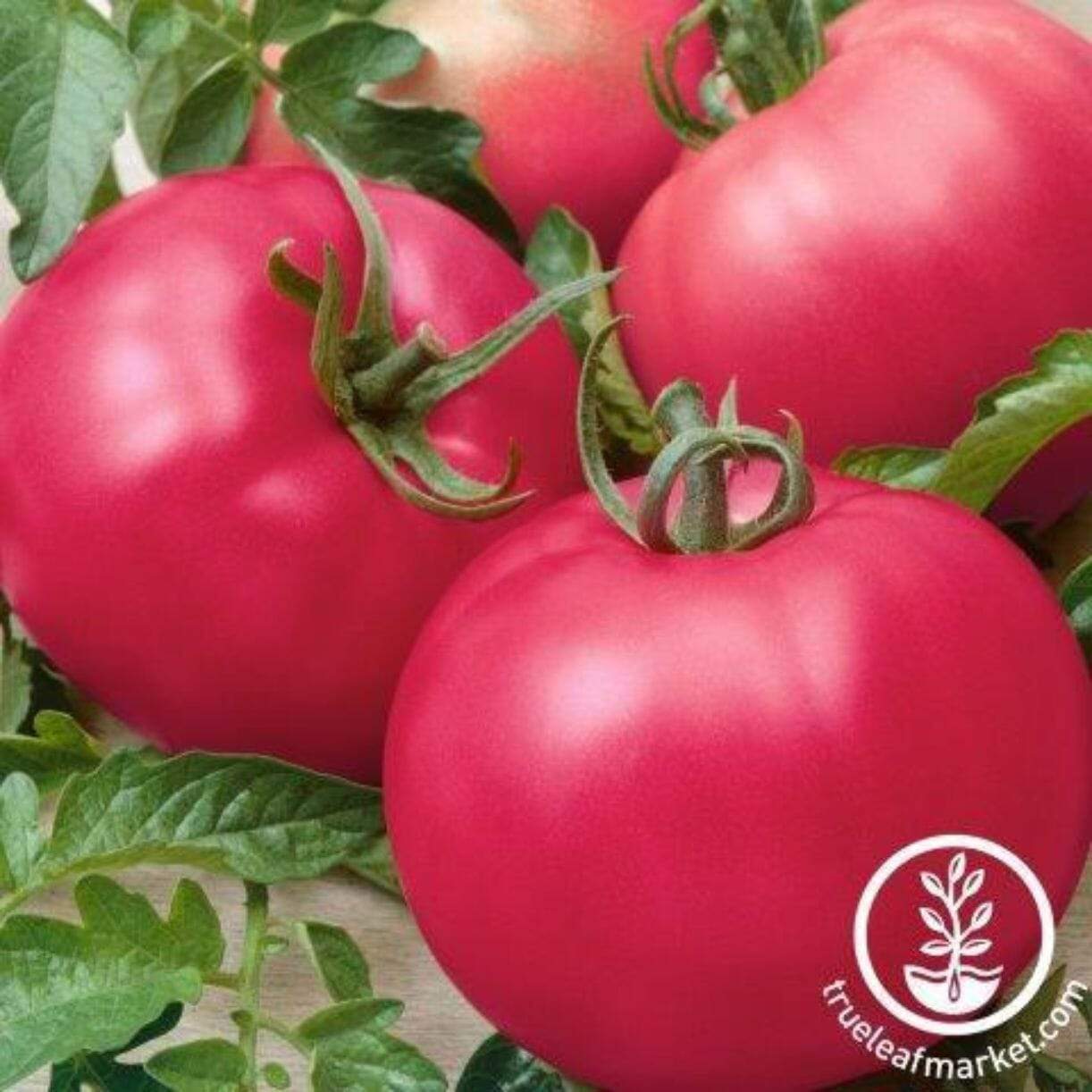 Chef's Choice Pink Tomato
