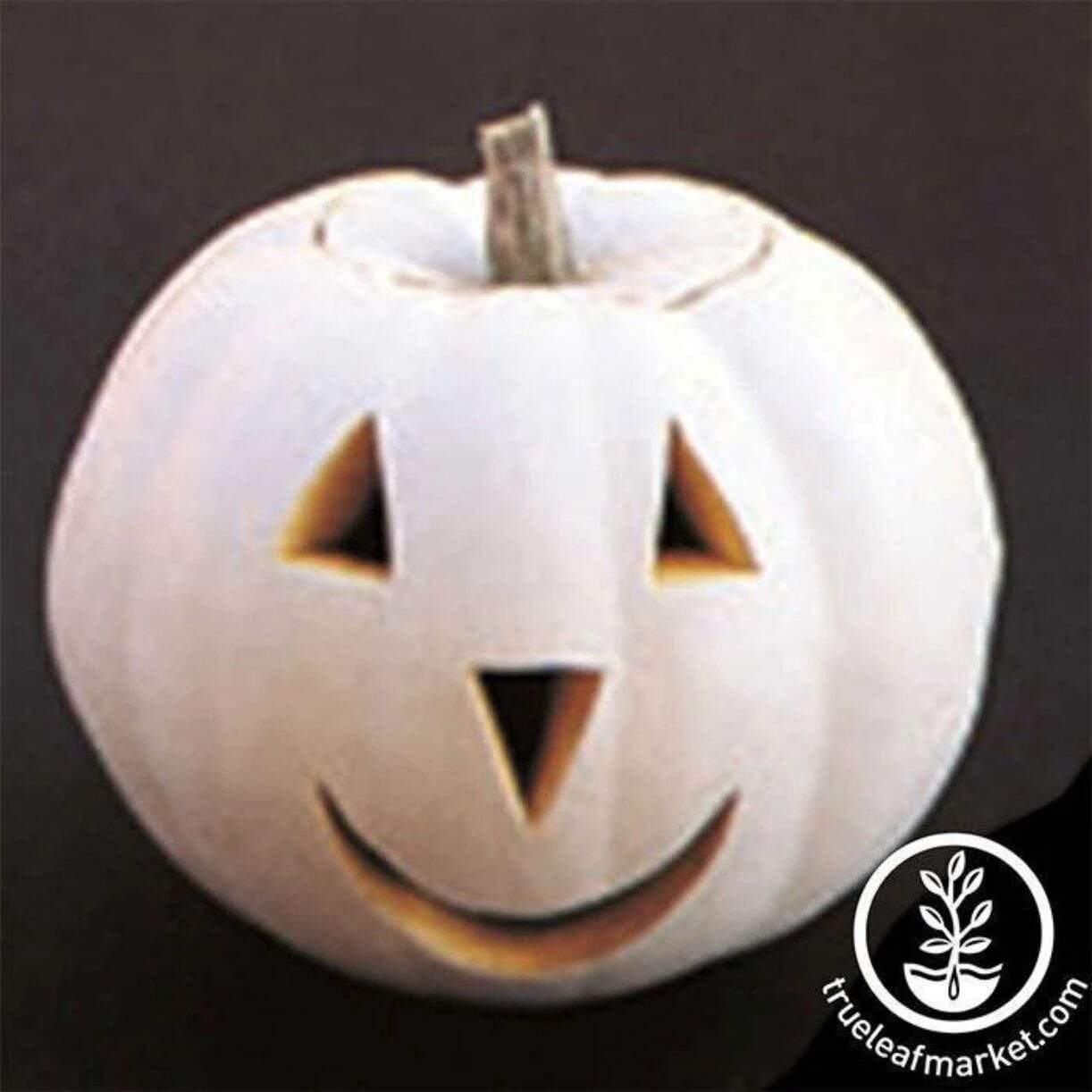 Lumina Pumpkin