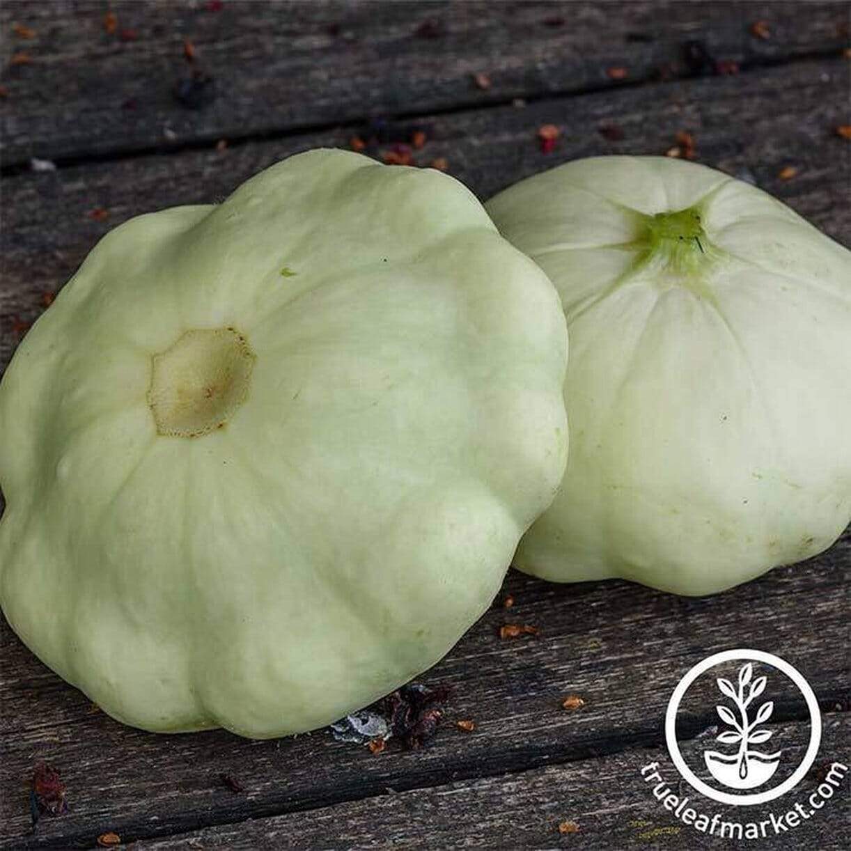Early White Bush Scallop Squash