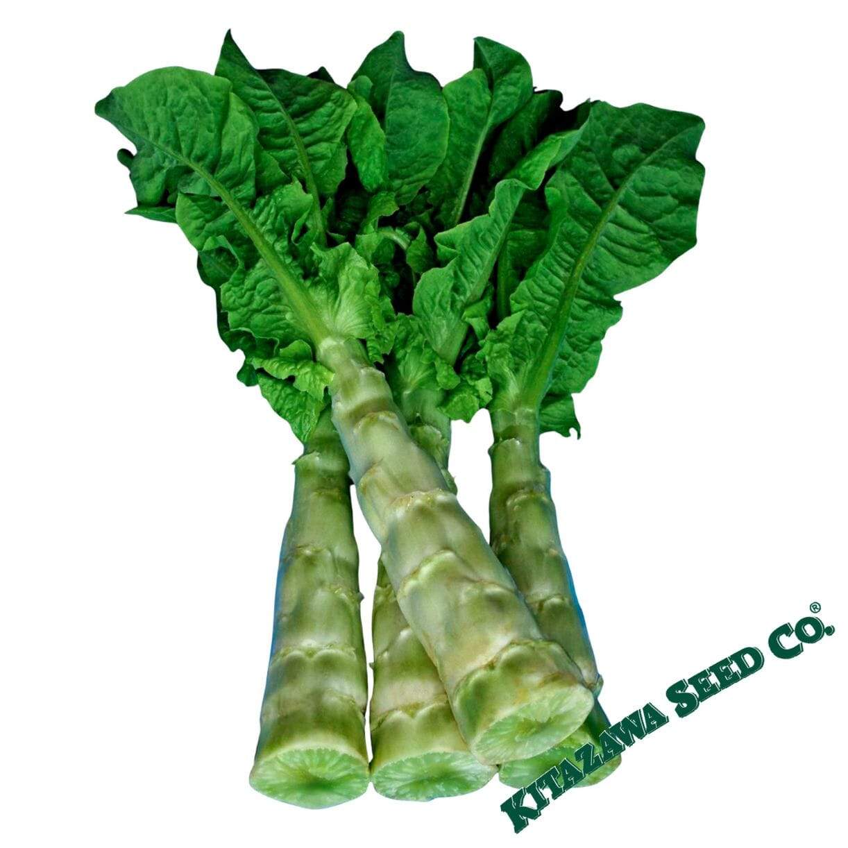 Spring Tower Celtuce Lettuce