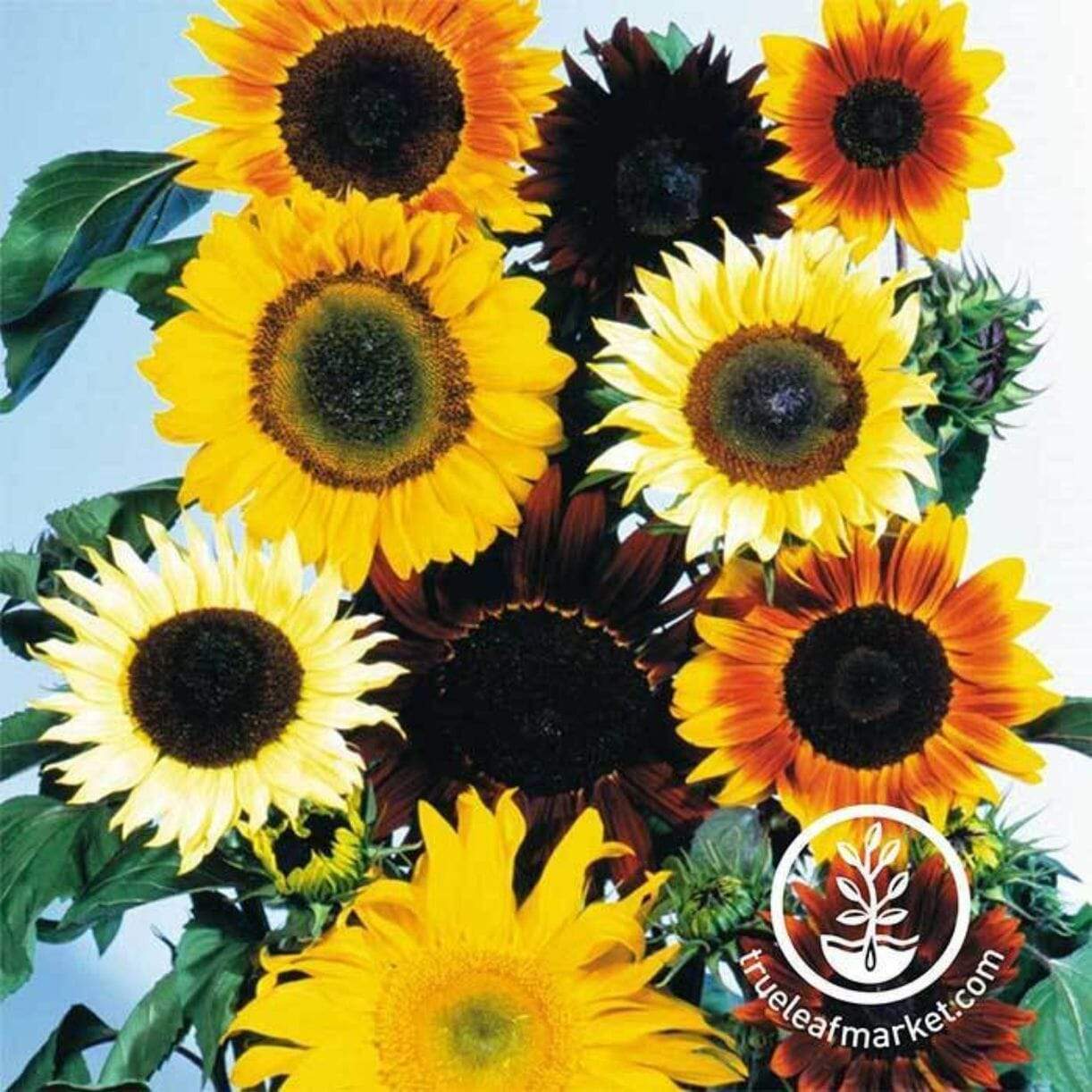 All Sorts Mixture Sunflower