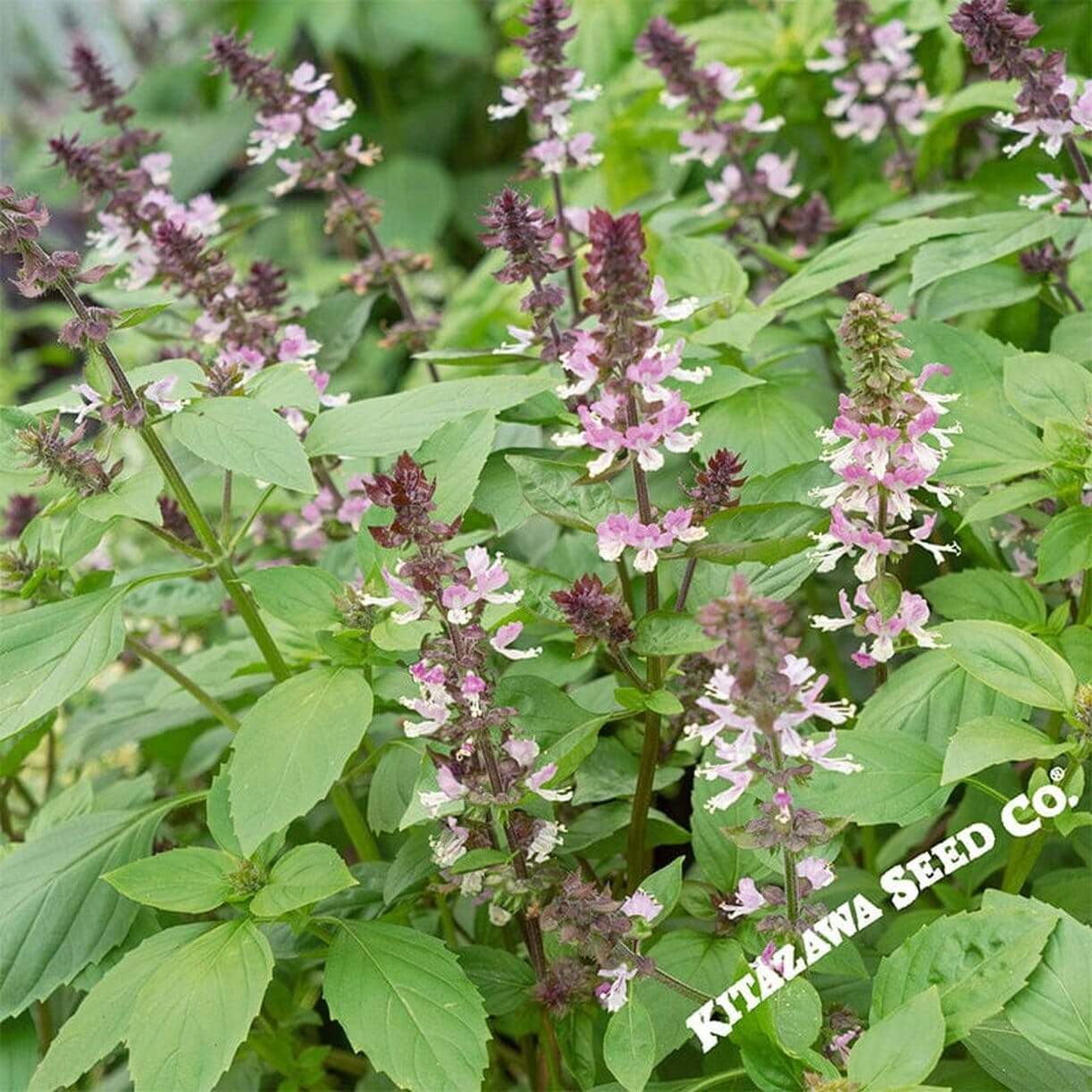 Persian Basil