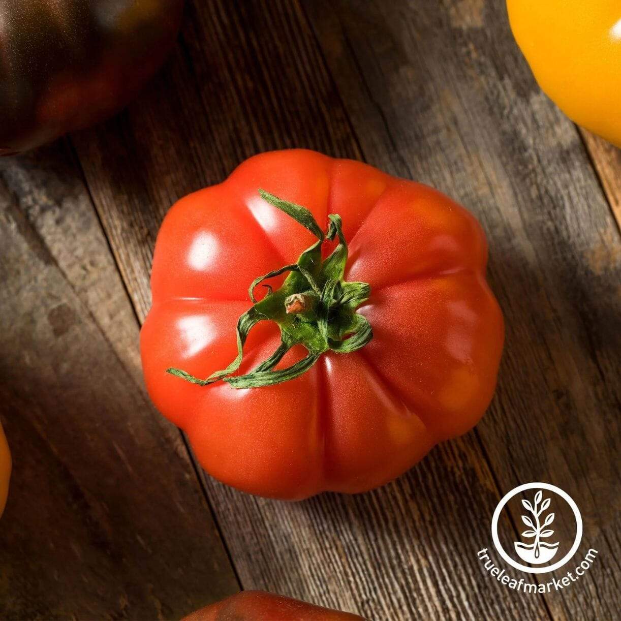 Floradel Tomato