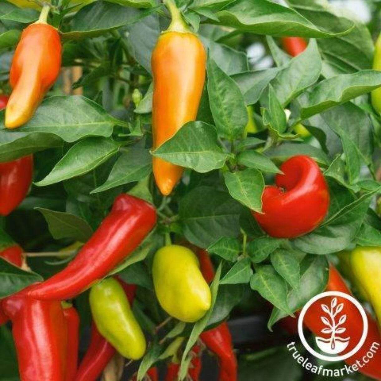 Cochise Pepper