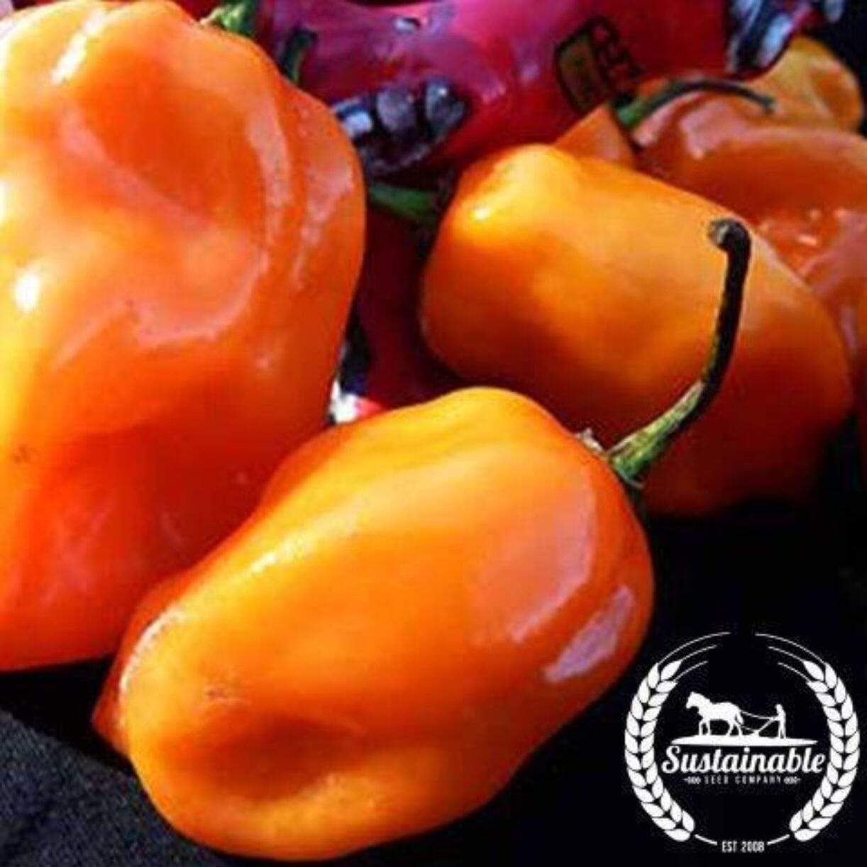 Habanero Orange Pepper