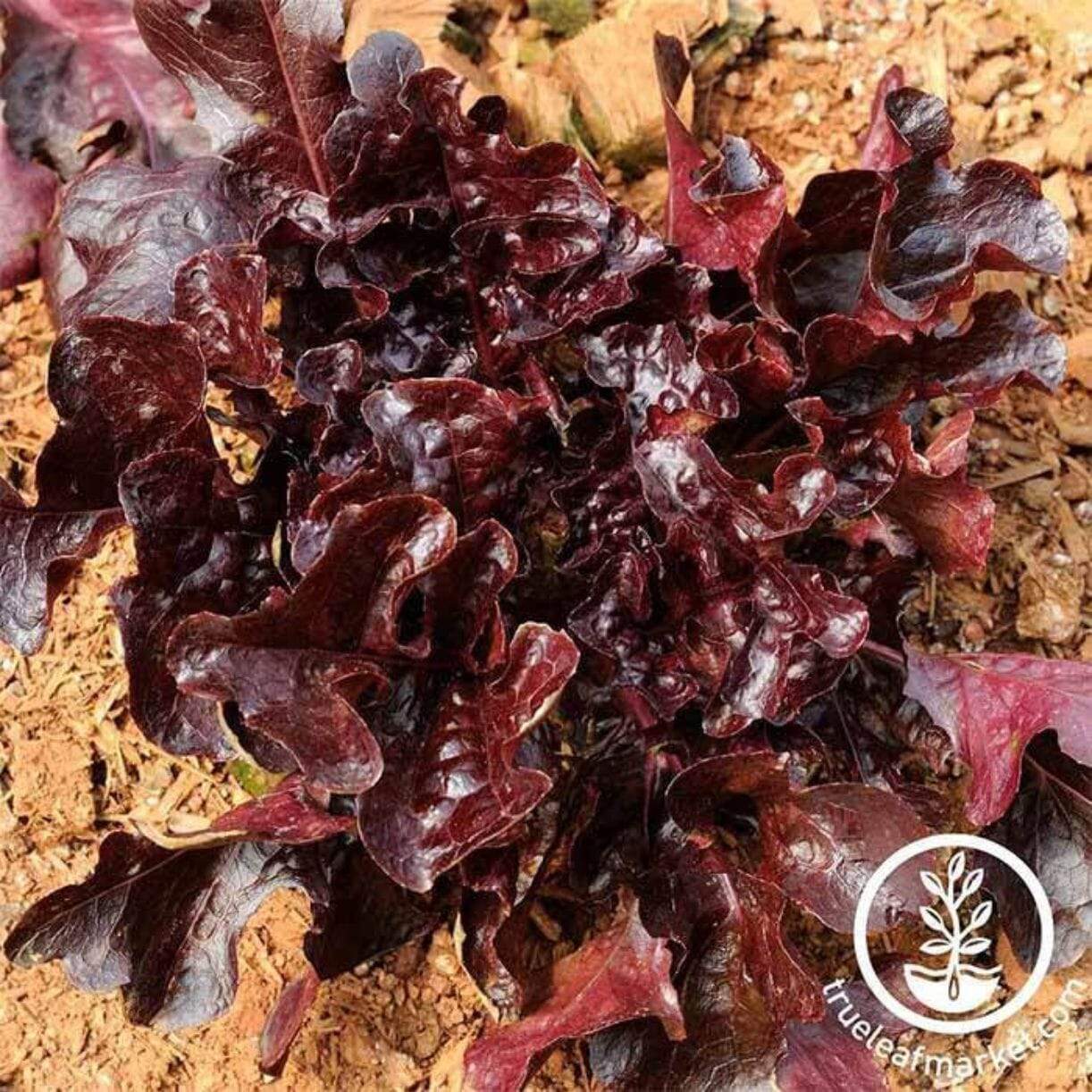Salad Bowl Red Lettuce