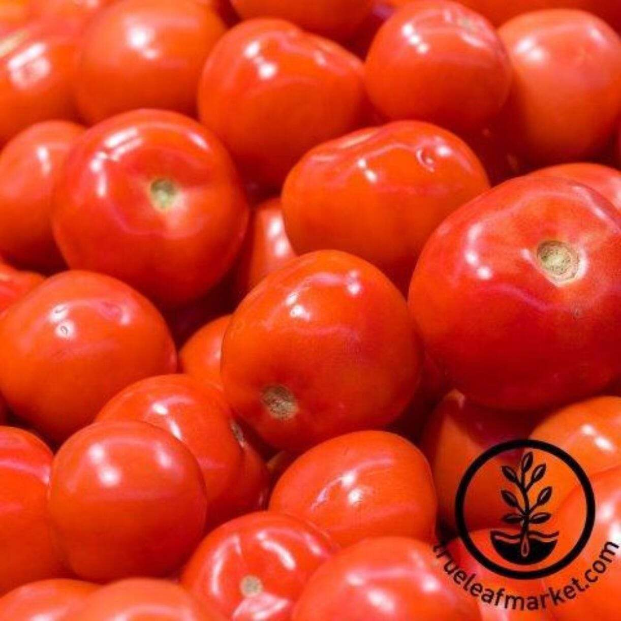 Early Choice Red Tomato
