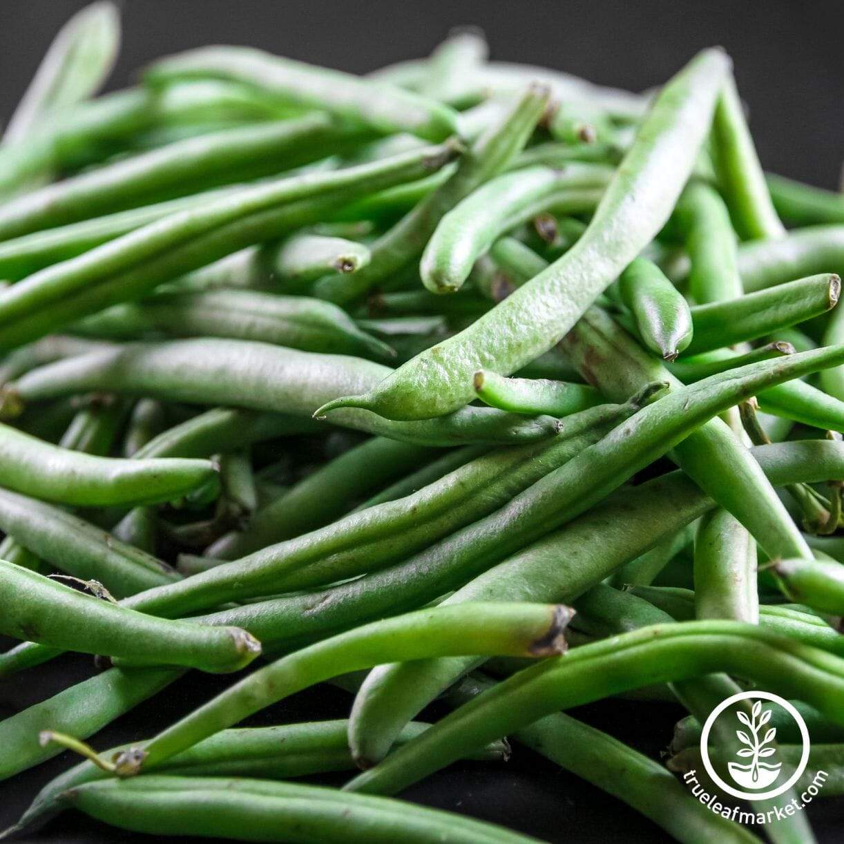 Kentucky Wonder Bean