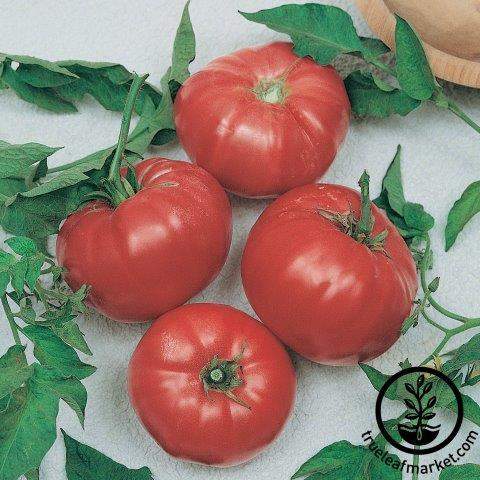 Beef Maestro Tomato