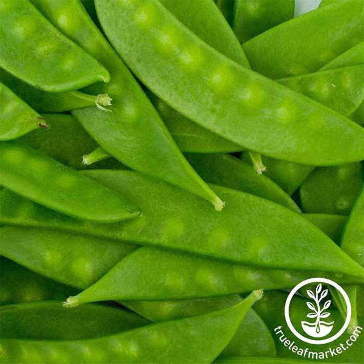 Mammoth Melting Sugar Pod Pea