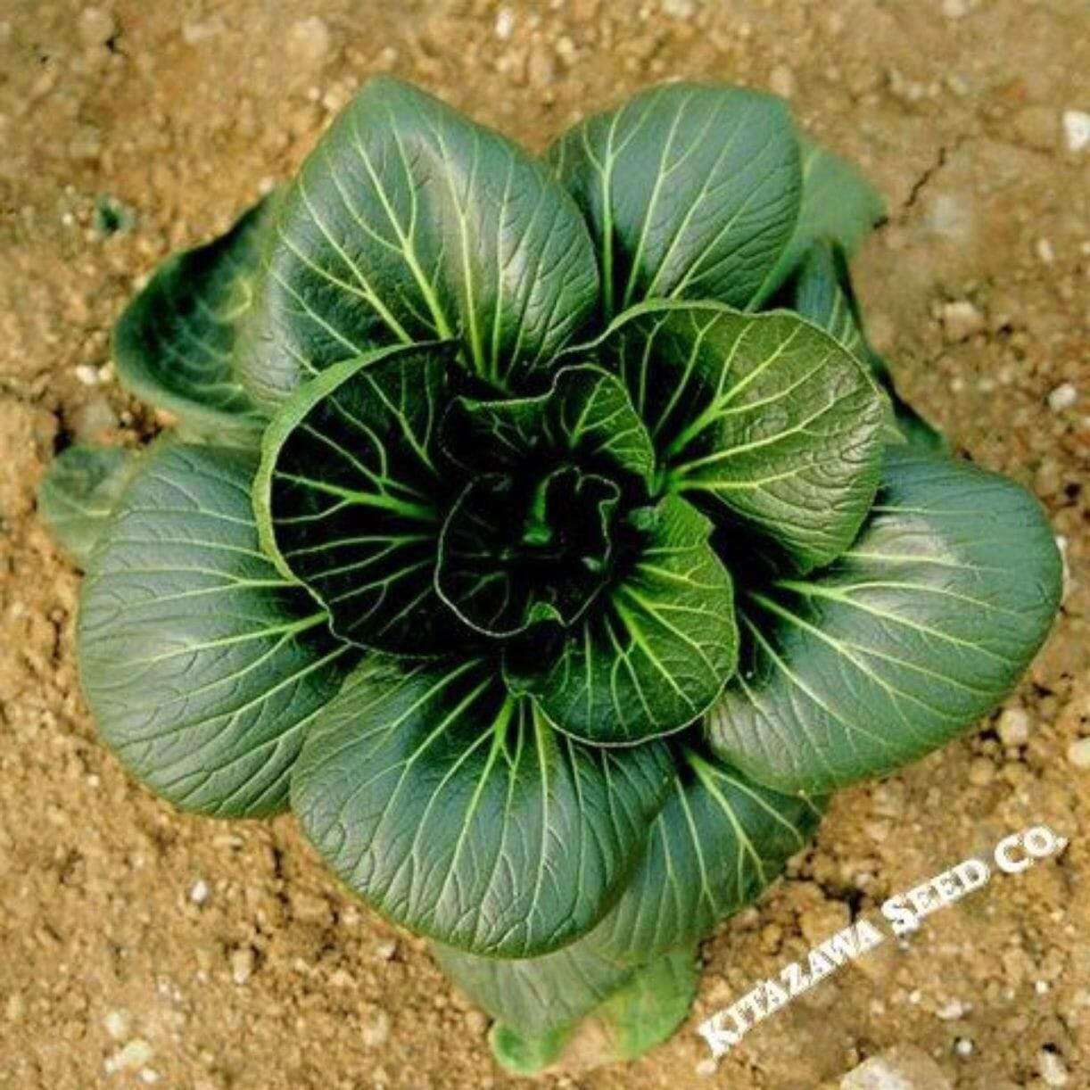 Da Cheong Chae Cabbage