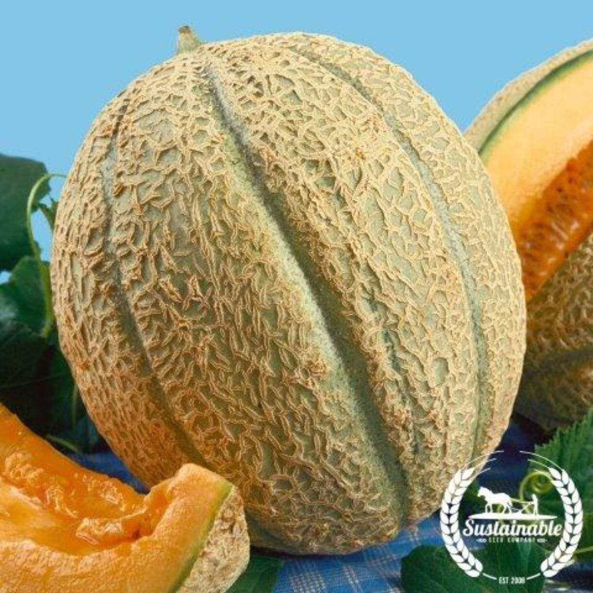 Schoon's Hardshell Melon