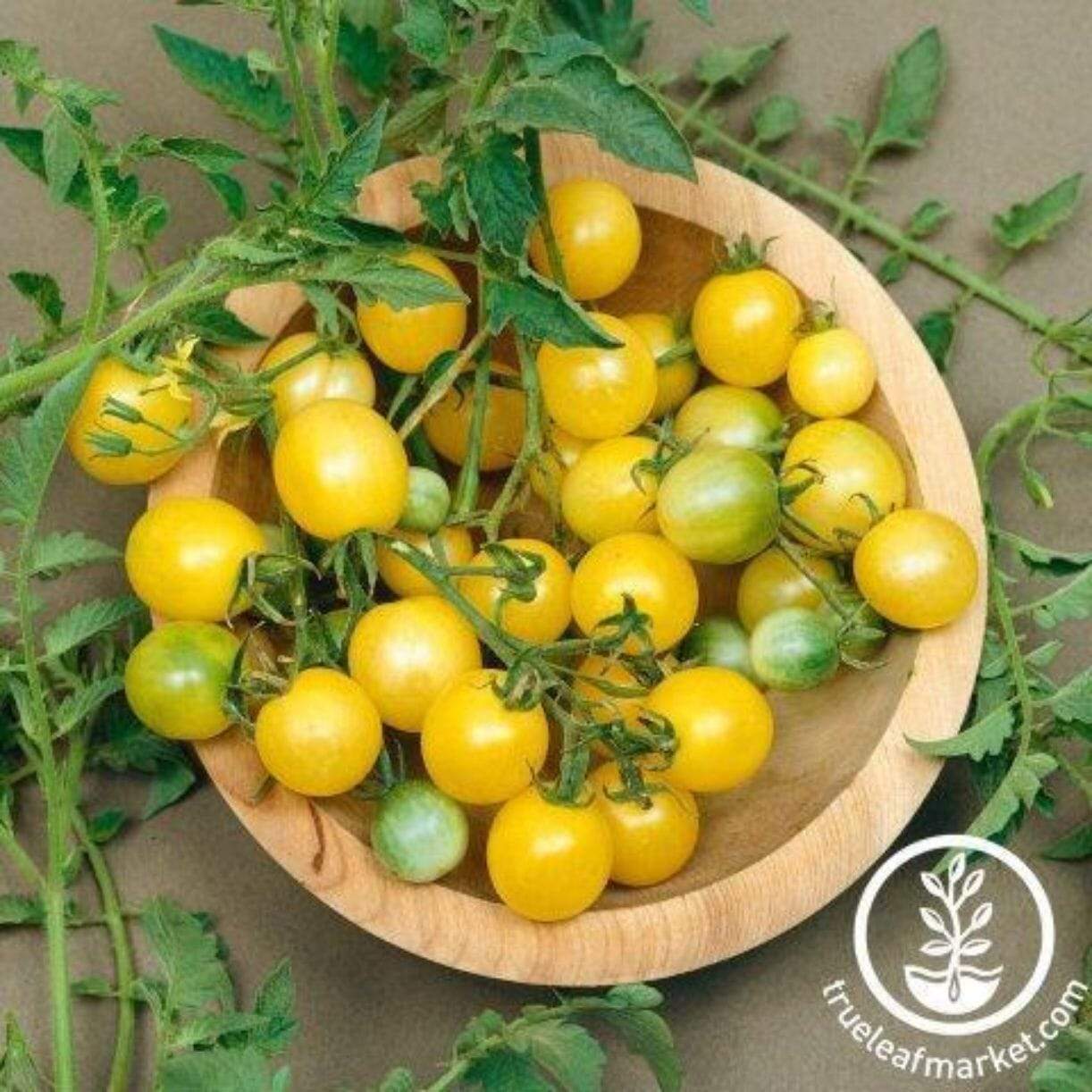 Firefly Tomato