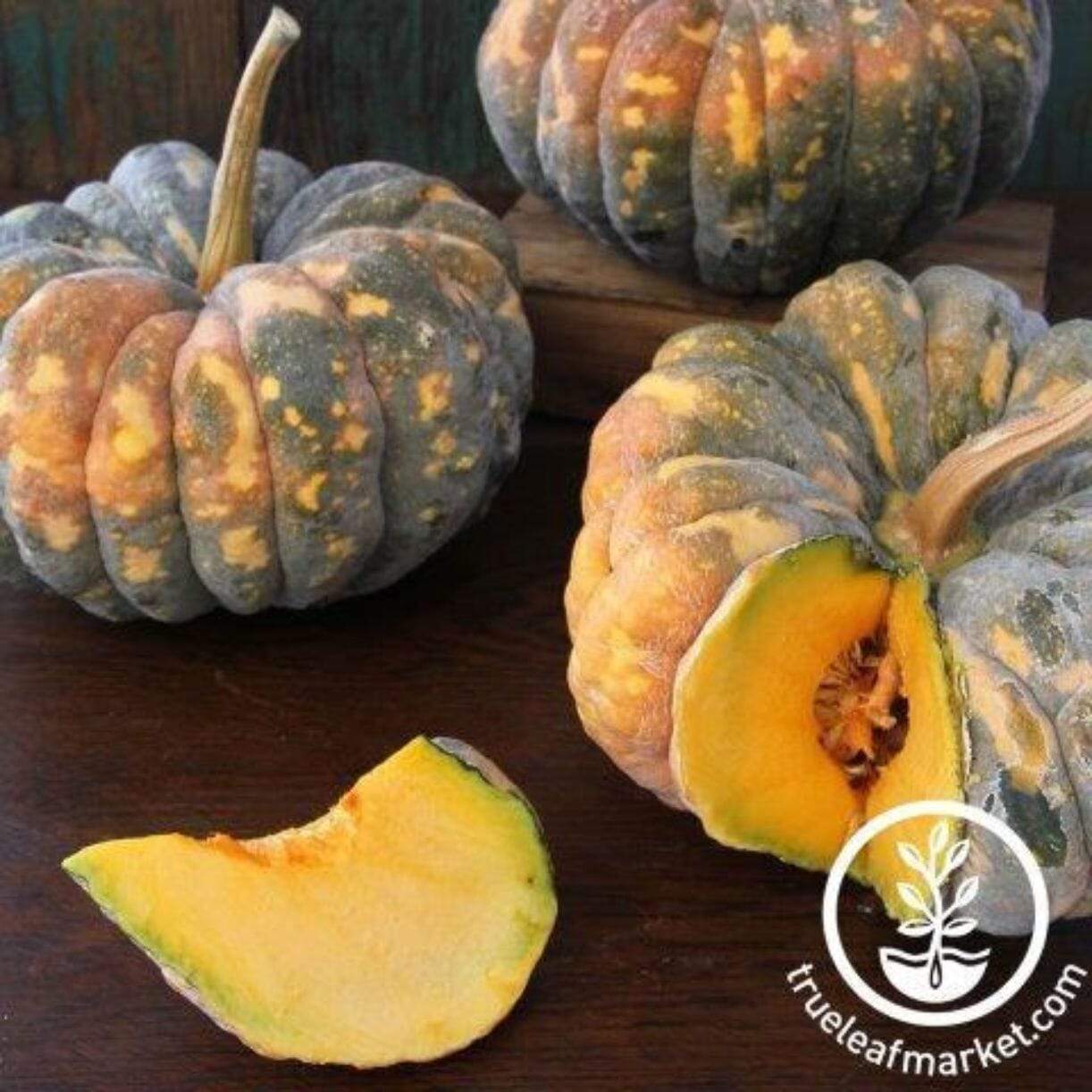 Chirimen Squash