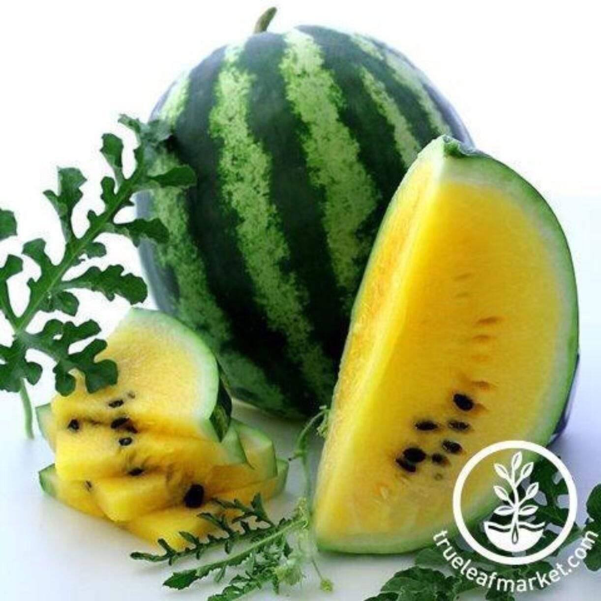 Yellow Petite Melon