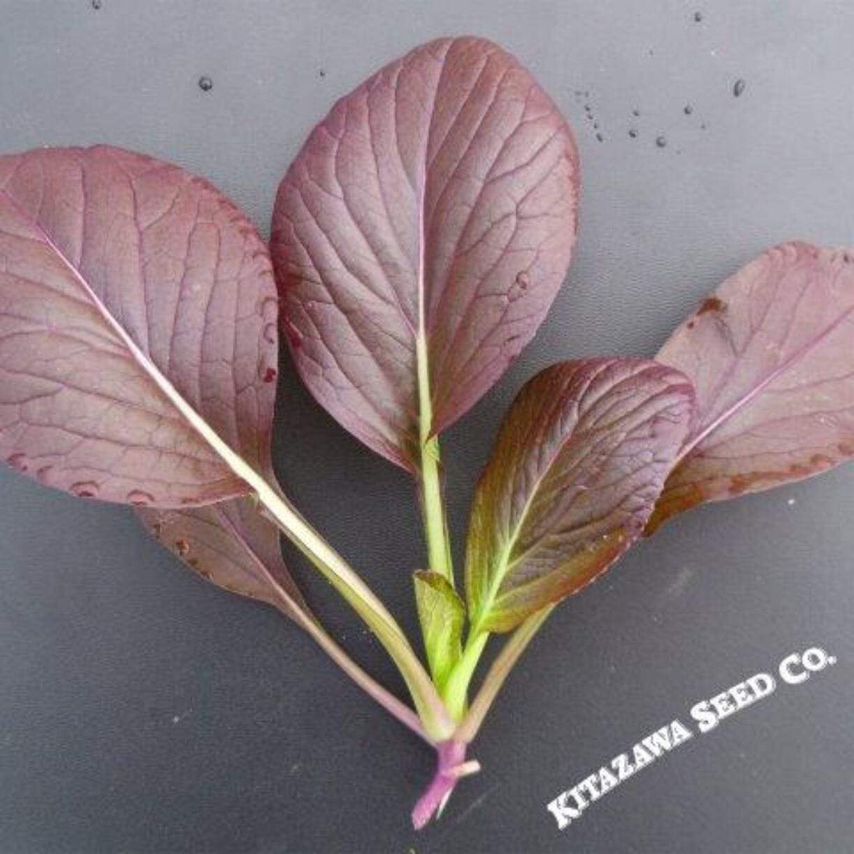 Da Hong Winter Cabbage