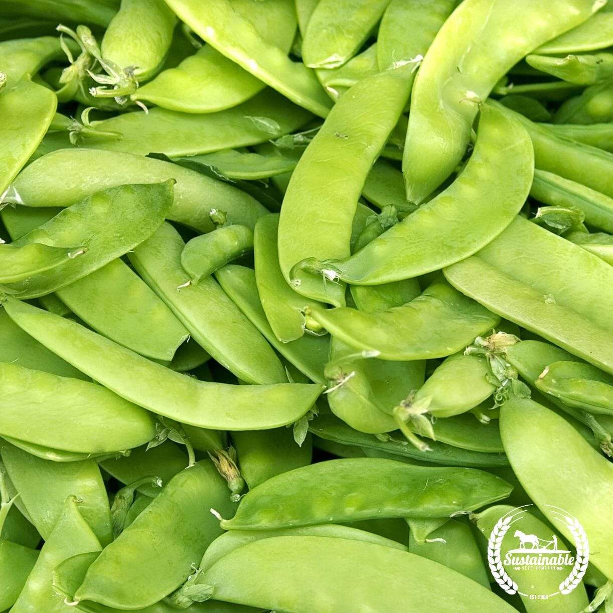 Taiwan Sugar Pea