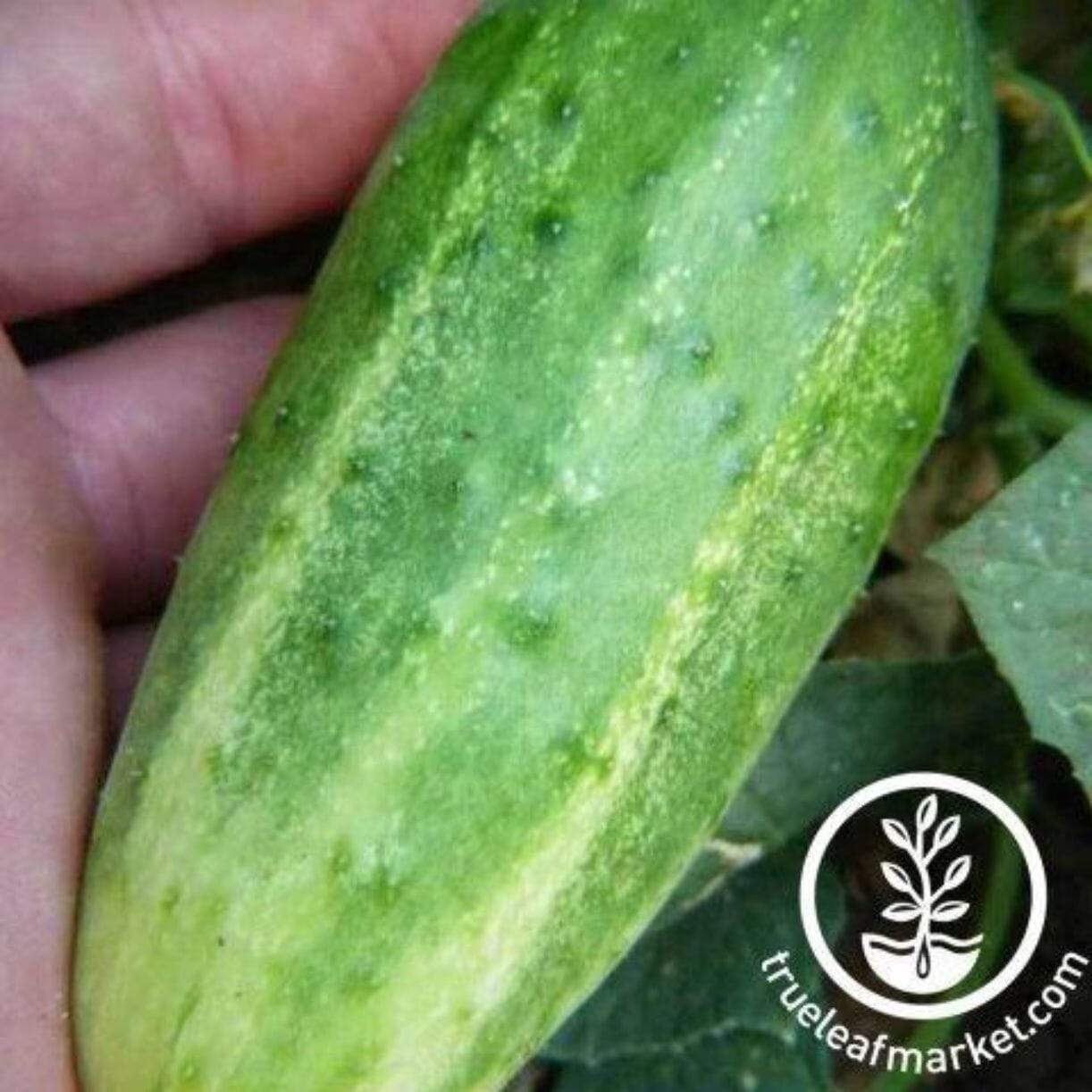Arkansas Little Leaf Cucumber