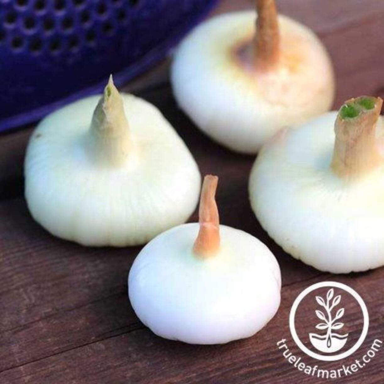 Borettana Yellow Cipollini Onion