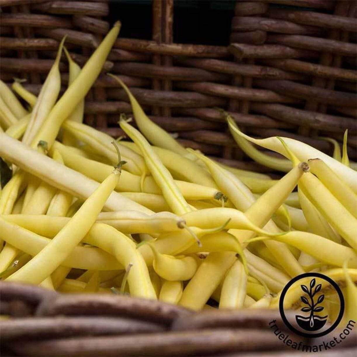 Gold Rush Wax Bean