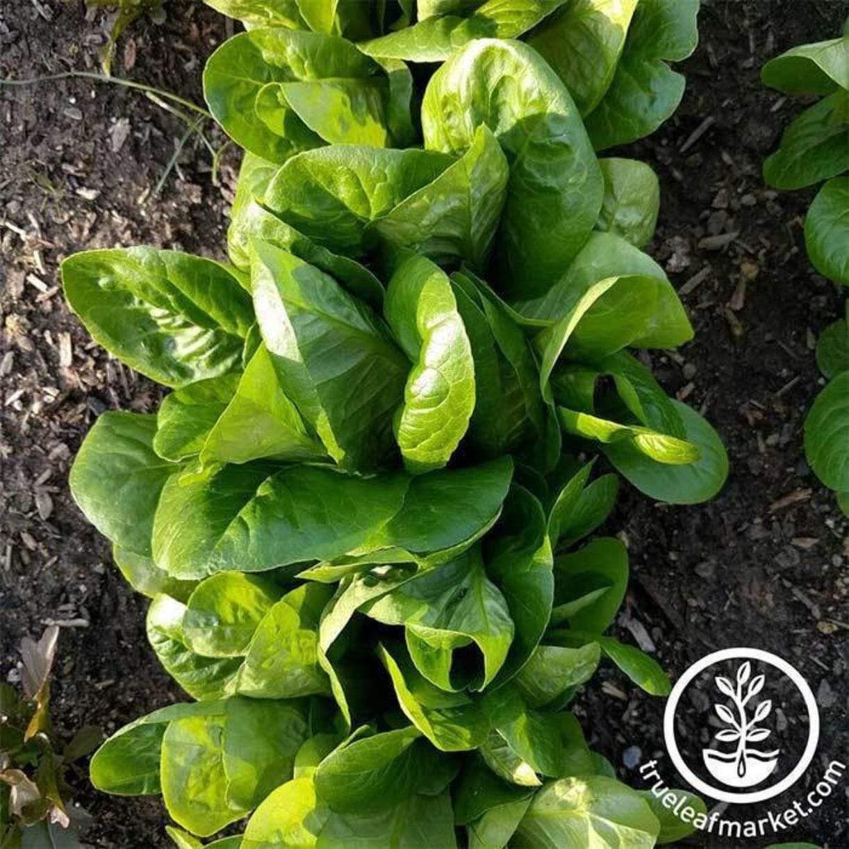 Little Gem Lettuce