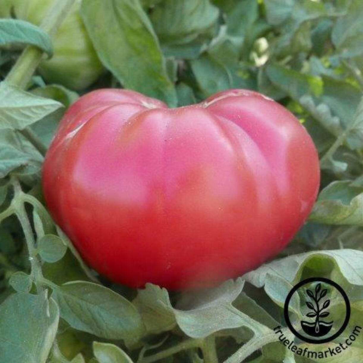 Kolb Tomato
